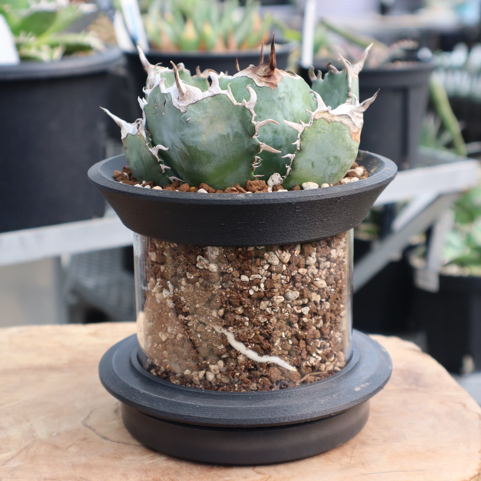 3Dプリンター鉢　C2 ヨイデザイン　アガベ　２個セット　鉢　観葉植物 ヨi Design】C2 – TaiShoDo ONLINE SHOP