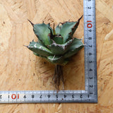 【DRAGON AGAVE】アガベ Dennis043 EC1285