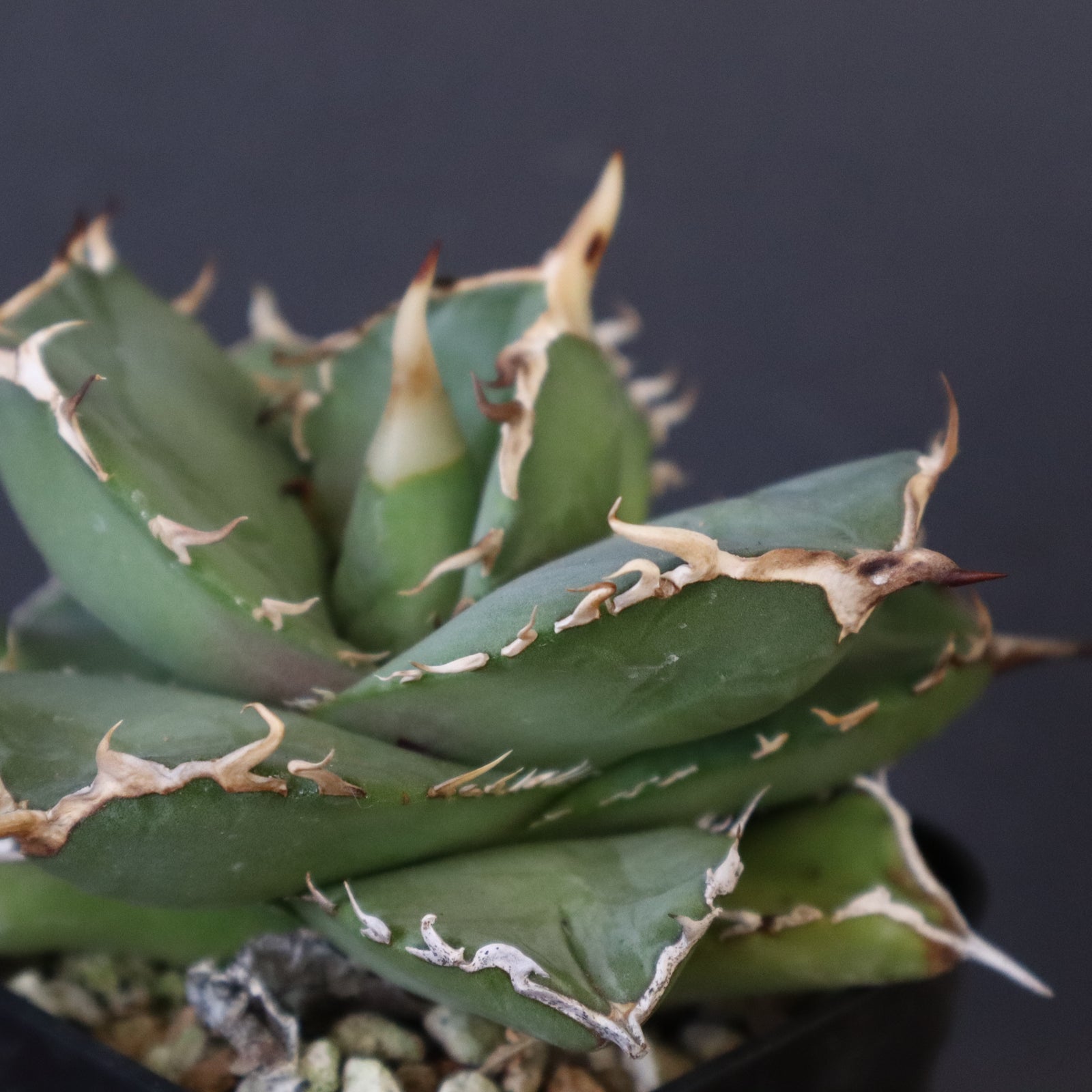 DRAGON AGAVE】アガベ 虎鯨 EC1010 – TaiShoDo ONLINE SHOP