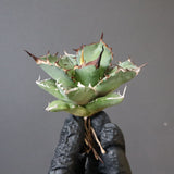 【DRAGON AGAVE】アガベ Dennis043 EC1285