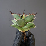 【DRAGON AGAVE】アガベ Dennis043 EC1285