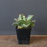 【DRAGON AGAVE】アガベ 虎鯨　EC1008