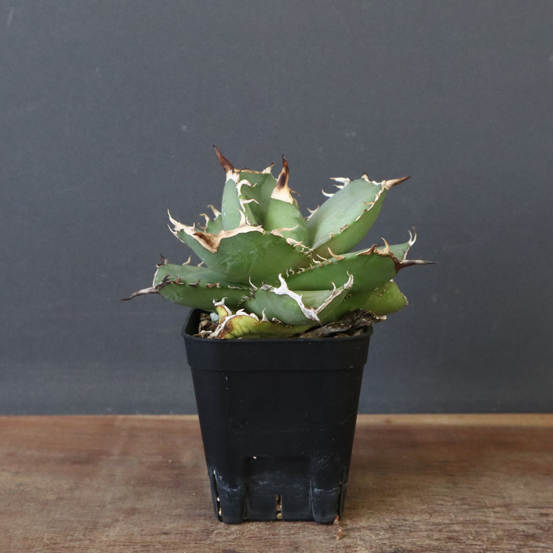 【DRAGON AGAVE】アガベ 虎鯨　EC1008