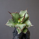 【DRAGON AGAVE】アガベ Dennis043 EC1285