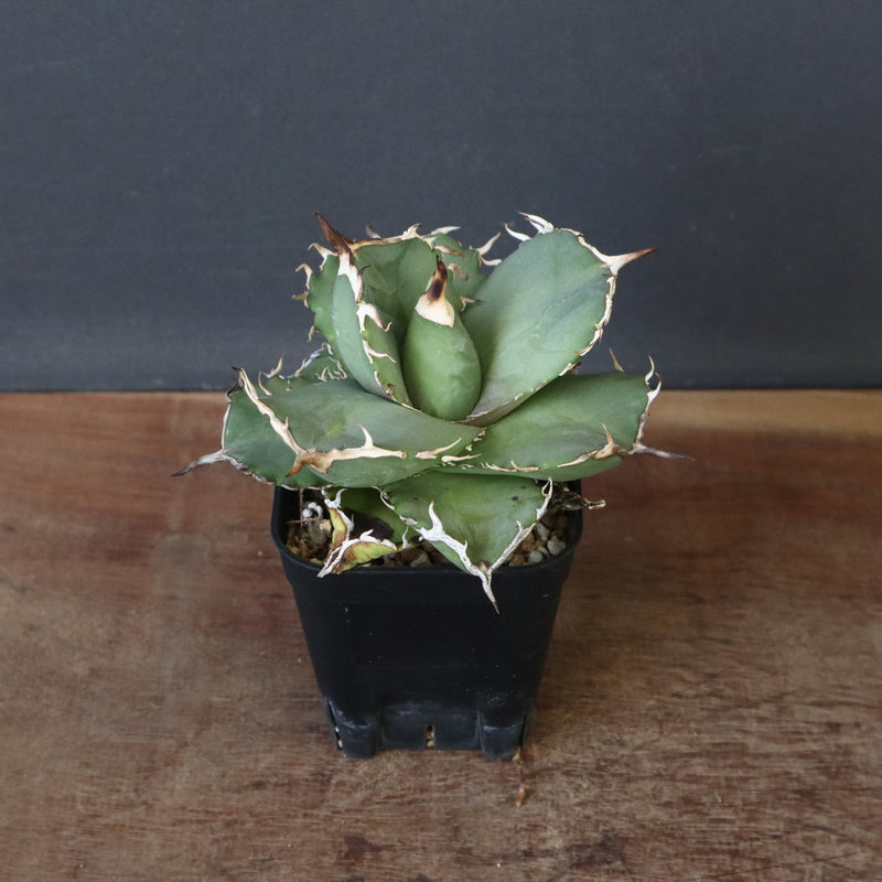 【DRAGON AGAVE】アガベ 虎鯨　EC1008