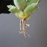 【DRAGON AGAVE】アガベ Dennis043 EC1285