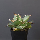 【DRAGON AGAVE】アガベ 虎鯨　EC1008