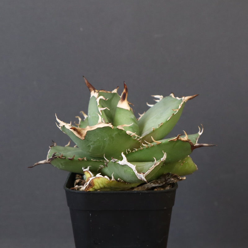 【DRAGON AGAVE】アガベ 虎鯨　EC1008