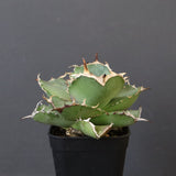 【DRAGON AGAVE】アガベ 虎鯨　EC1008