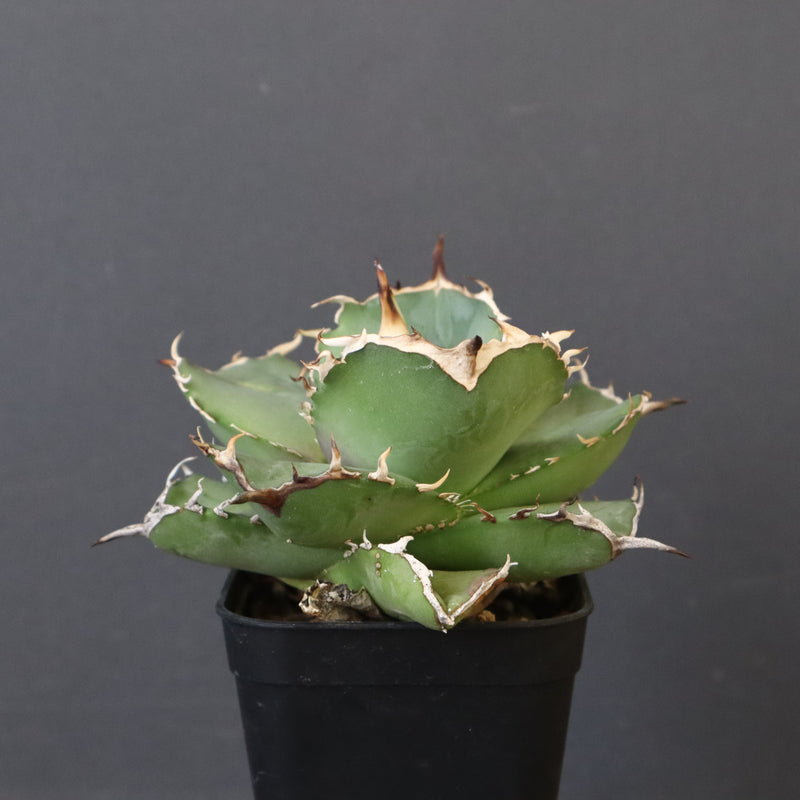 【DRAGON AGAVE】アガベ 虎鯨　EC1008