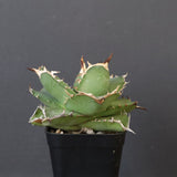 【DRAGON AGAVE】アガベ 虎鯨　EC1008