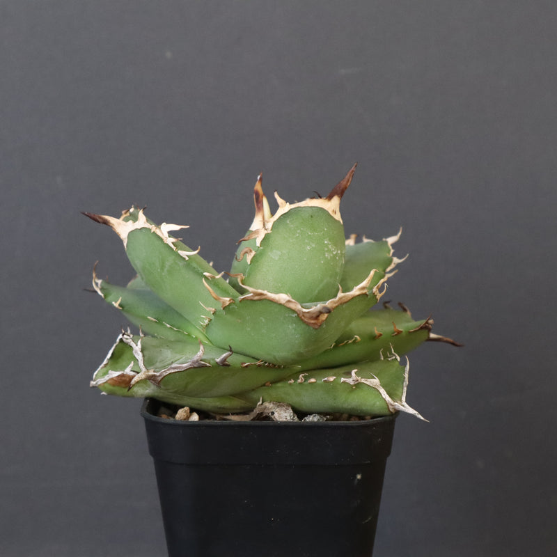 【DRAGON AGAVE】アガベ 虎鯨　EC1008