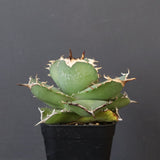 【DRAGON AGAVE】アガベ 虎鯨　EC1008