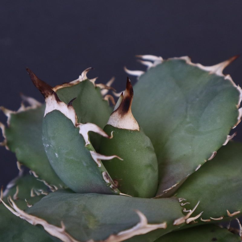 【DRAGON AGAVE】アガベ 虎鯨　EC1008