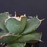 【DRAGON AGAVE】アガベ 虎鯨　EC1008