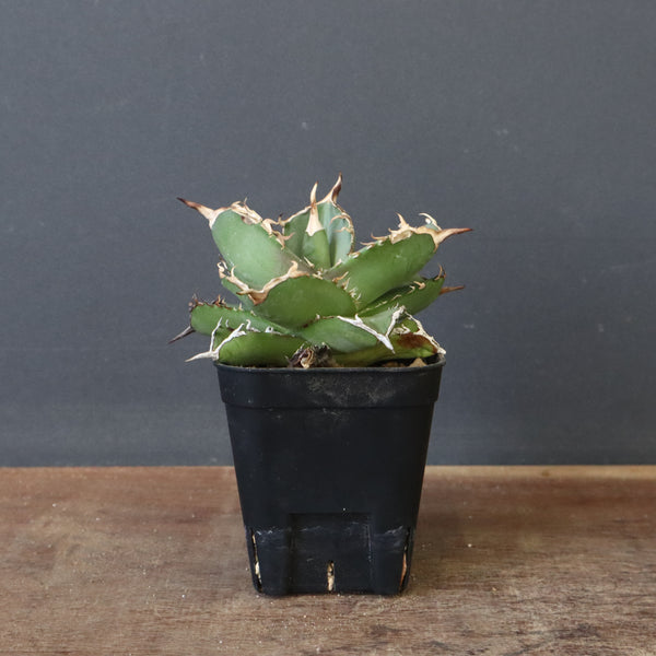 【DRAGON AGAVE】アガベ 虎鯨　EC1007