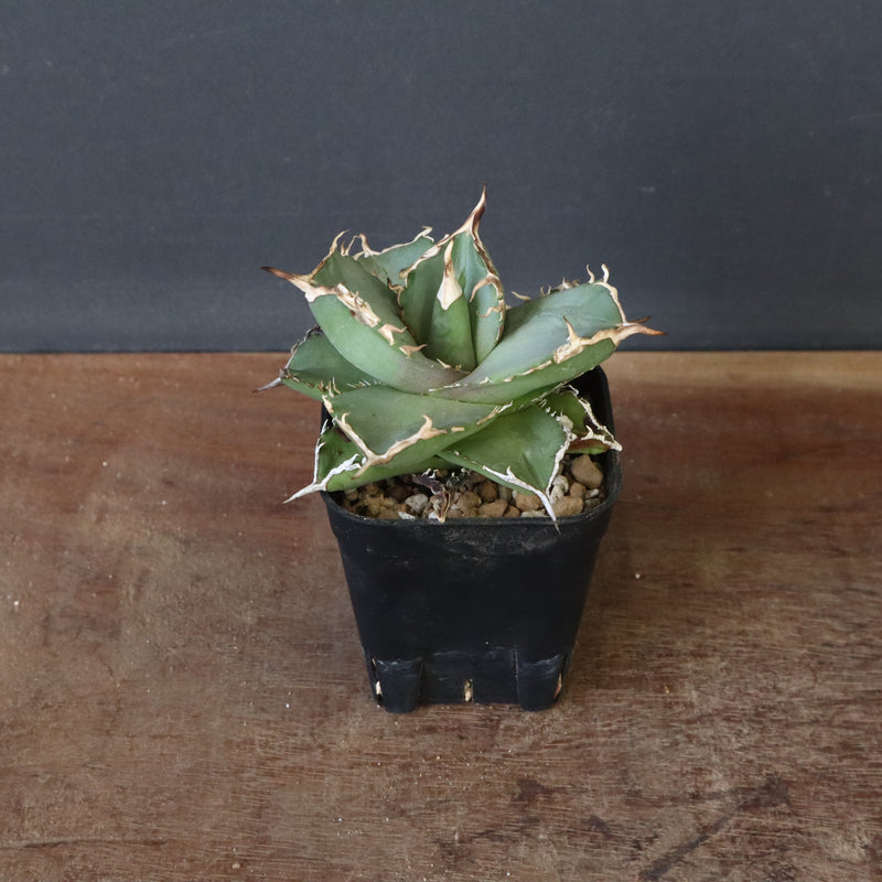 【DRAGON AGAVE】アガベ 虎鯨　EC1007