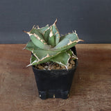 【DRAGON AGAVE】アガベ 虎鯨　EC1007