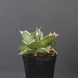 【DRAGON AGAVE】アガベ 虎鯨　EC1007