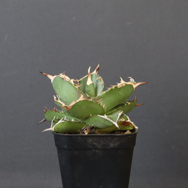 【DRAGON AGAVE】アガベ 虎鯨　EC1007