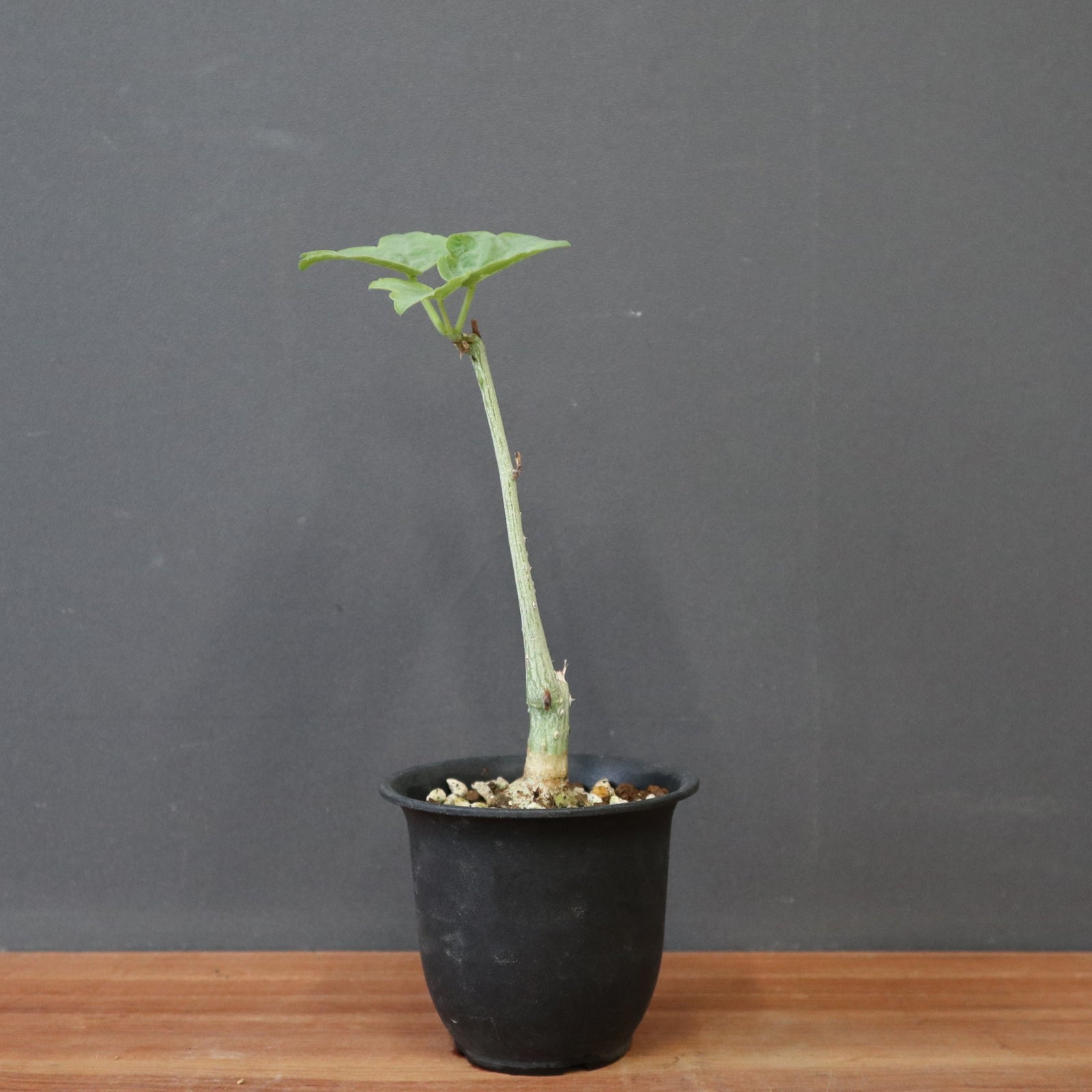 A.アクレアータ（実生） 15 – TaiShoDo ONLINE SHOP