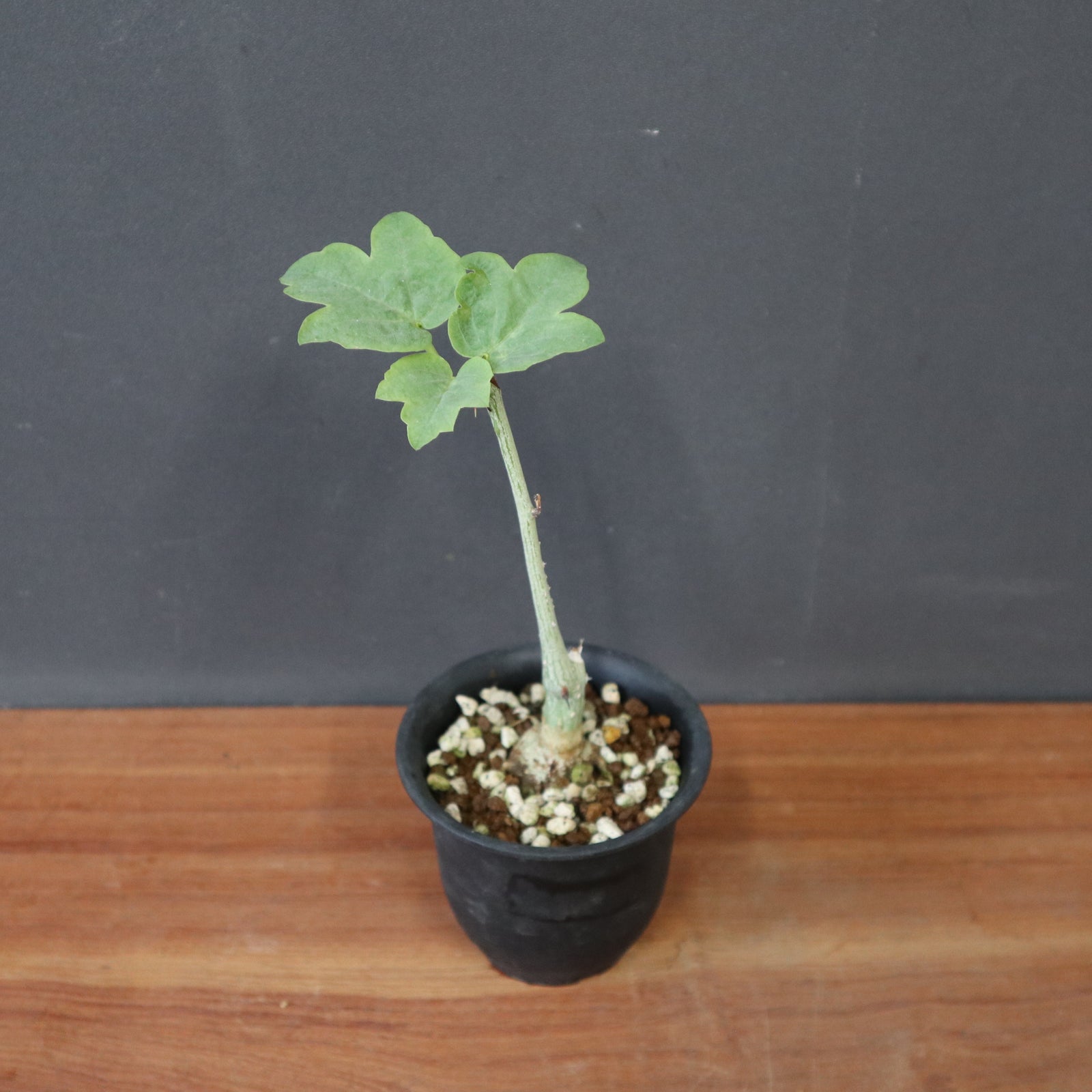 A.アクレアータ（実生） 15 – TaiShoDo ONLINE SHOP