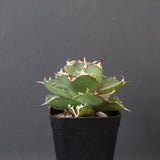 【DRAGON AGAVE】アガベ 虎鯨　EC1007