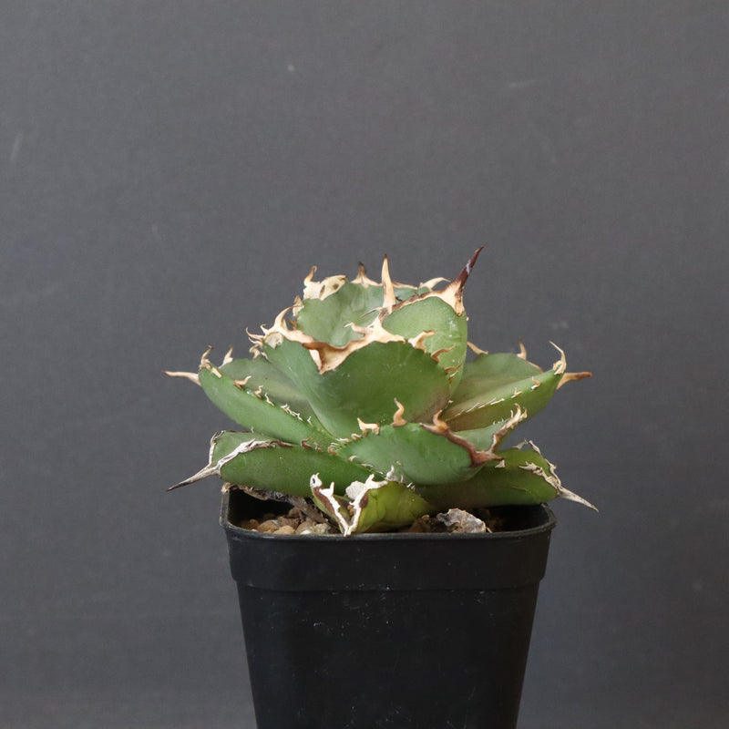 【DRAGON AGAVE】アガベ 虎鯨　EC1007