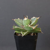 【DRAGON AGAVE】アガベ 虎鯨　EC1007