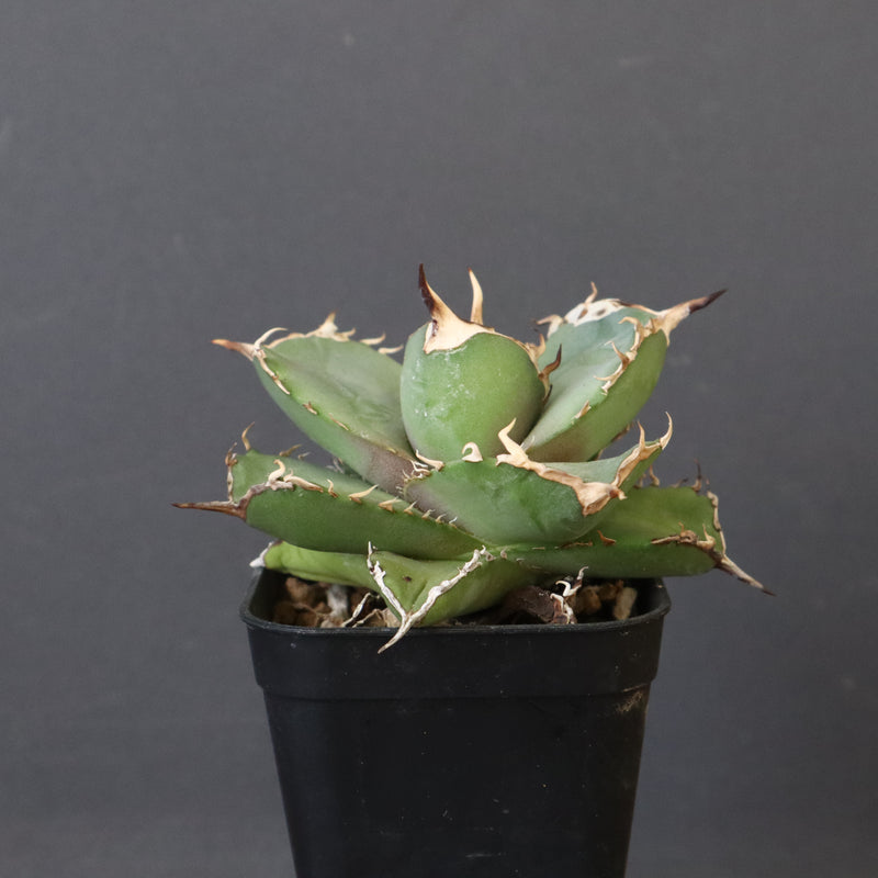 【DRAGON AGAVE】アガベ 虎鯨　EC1007