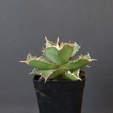 【DRAGON AGAVE】アガベ 虎鯨　EC1007