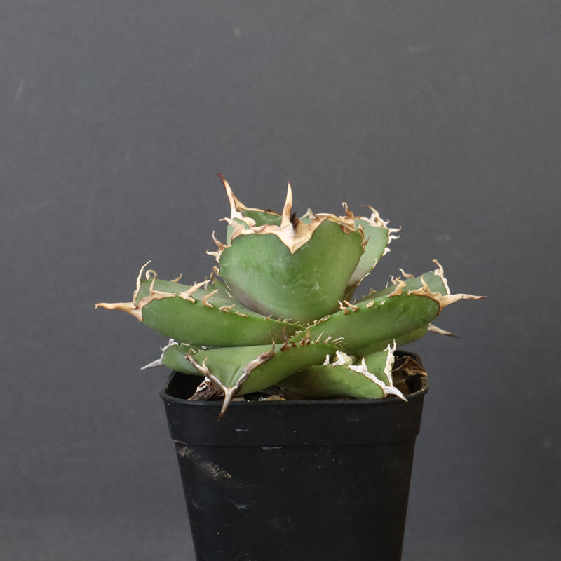 【DRAGON AGAVE】アガベ 虎鯨　EC1007