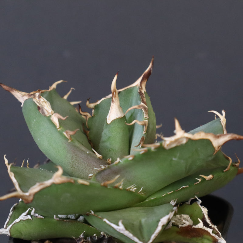 【DRAGON AGAVE】アガベ 虎鯨　EC1007