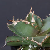 【DRAGON AGAVE】アガベ 虎鯨　EC1007