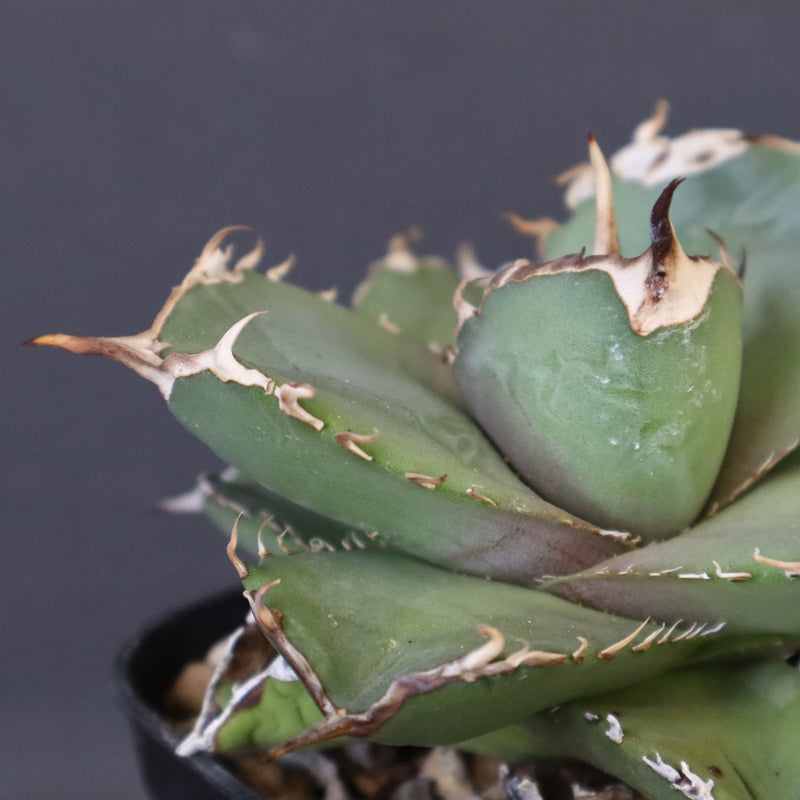 【DRAGON AGAVE】アガベ 虎鯨　EC1007