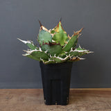 【DRAGON AGAVE】アガベ 獵豹 EC24