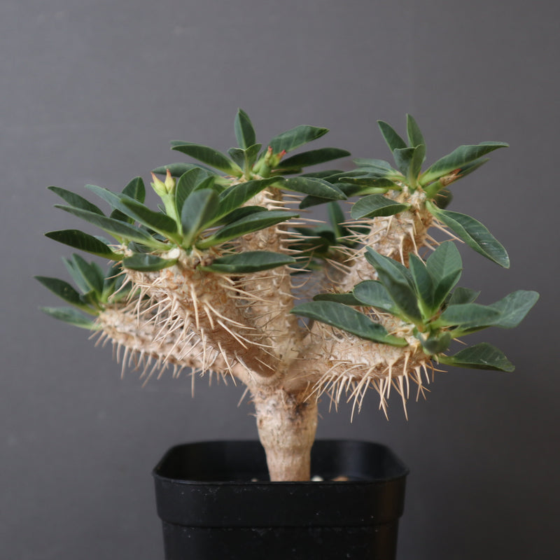 E.ギラウミニアナ (実生) EC2650 – TaiShoDo ONLINE SHOP