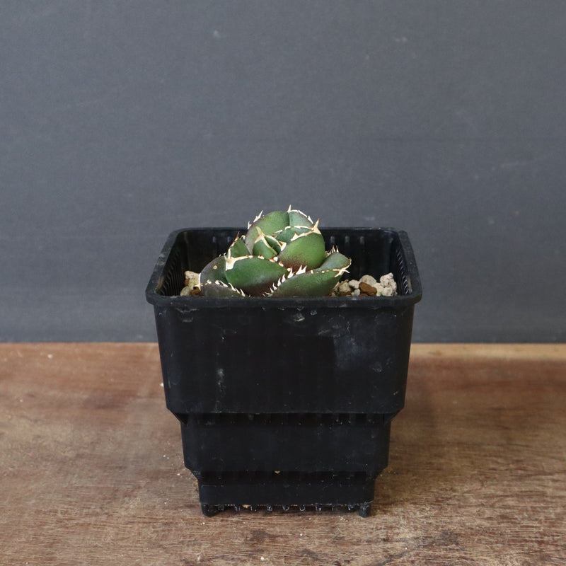 【DRAGON AGAVE】アガベ 達摩 EC427