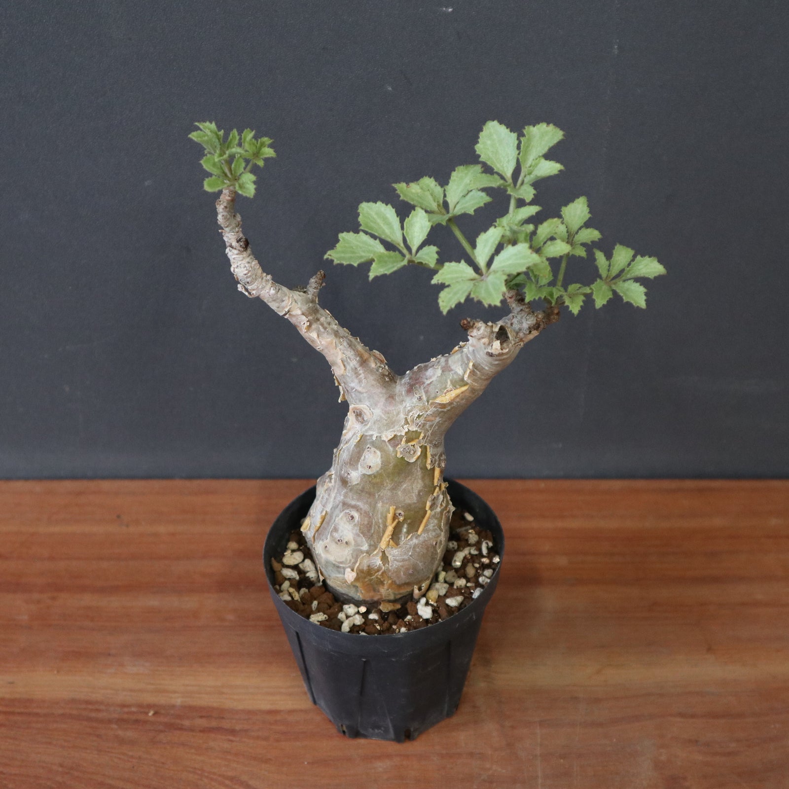 C.ベティフォルメ ナローリーフ EC1404 – TaiShoDo ONLINE SHOP