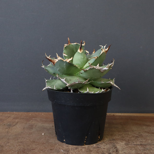 DRAGON AGAVE】アガベ 猫頭鷹 EC2 – TaiShoDo ONLINE SHOP