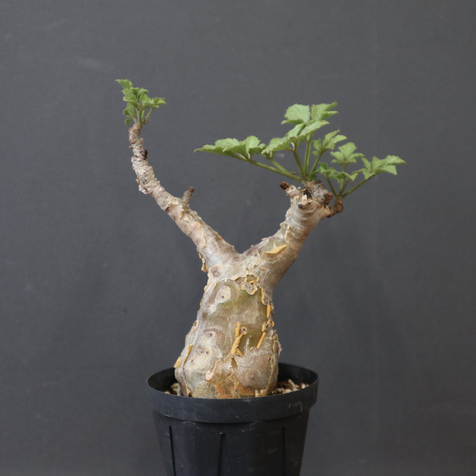 キフォステンマ ベティフォルメ ナローリーフ C.ベティフォルメ ナローリーフ EC1404 – TaiShoDo ONLINE SHOP