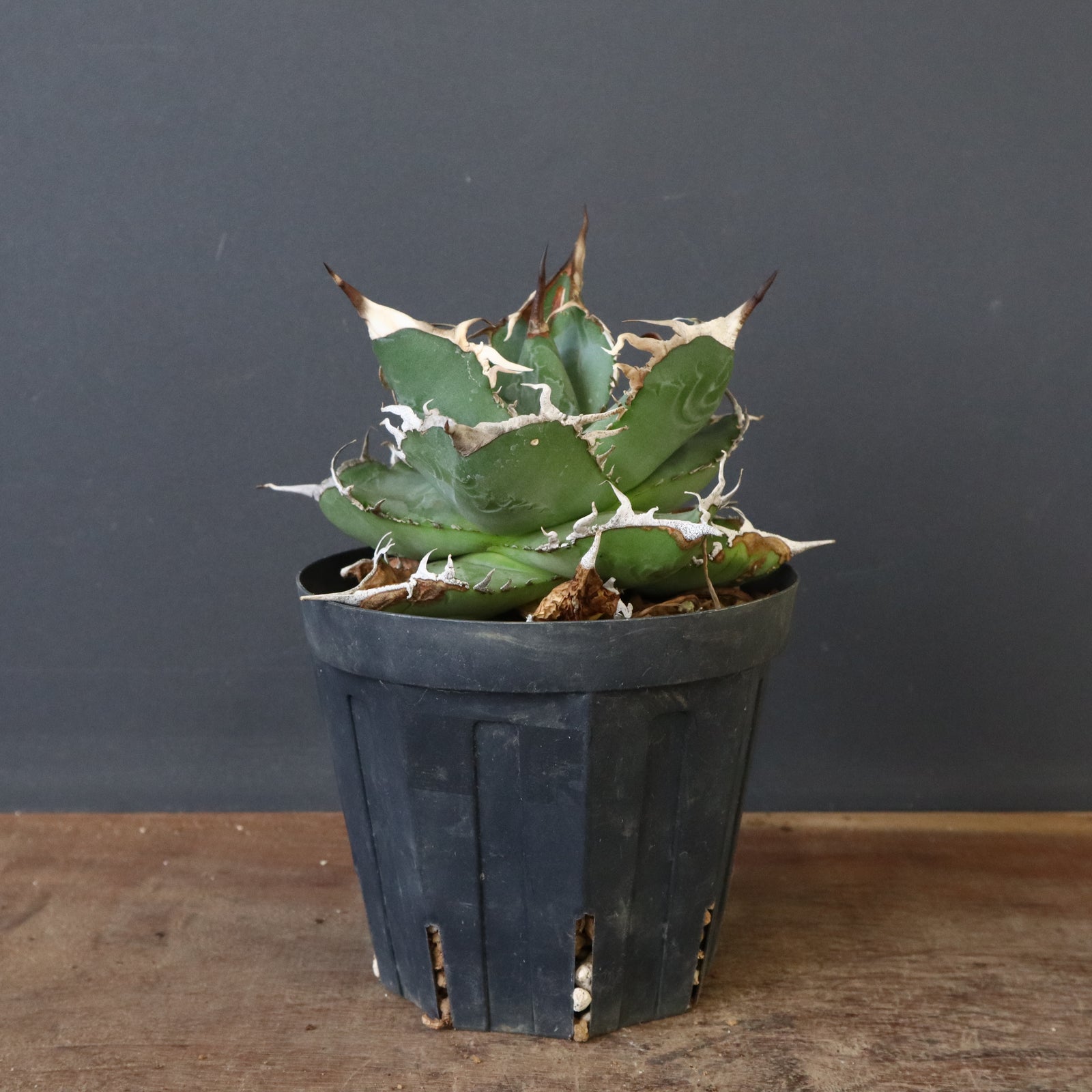 アガベ 　雪豹　子株 アガベ チタノタ 