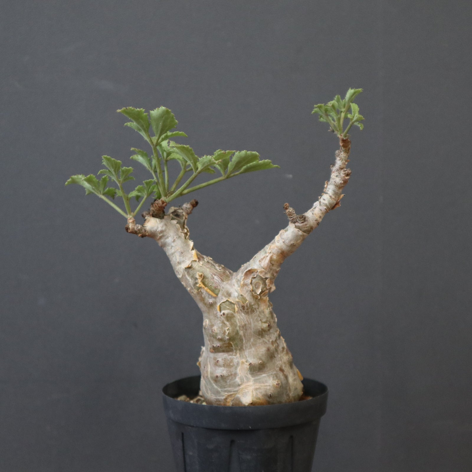 C.ベティフォルメ ナローリーフ EC1404 – TaiShoDo ONLINE SHOP