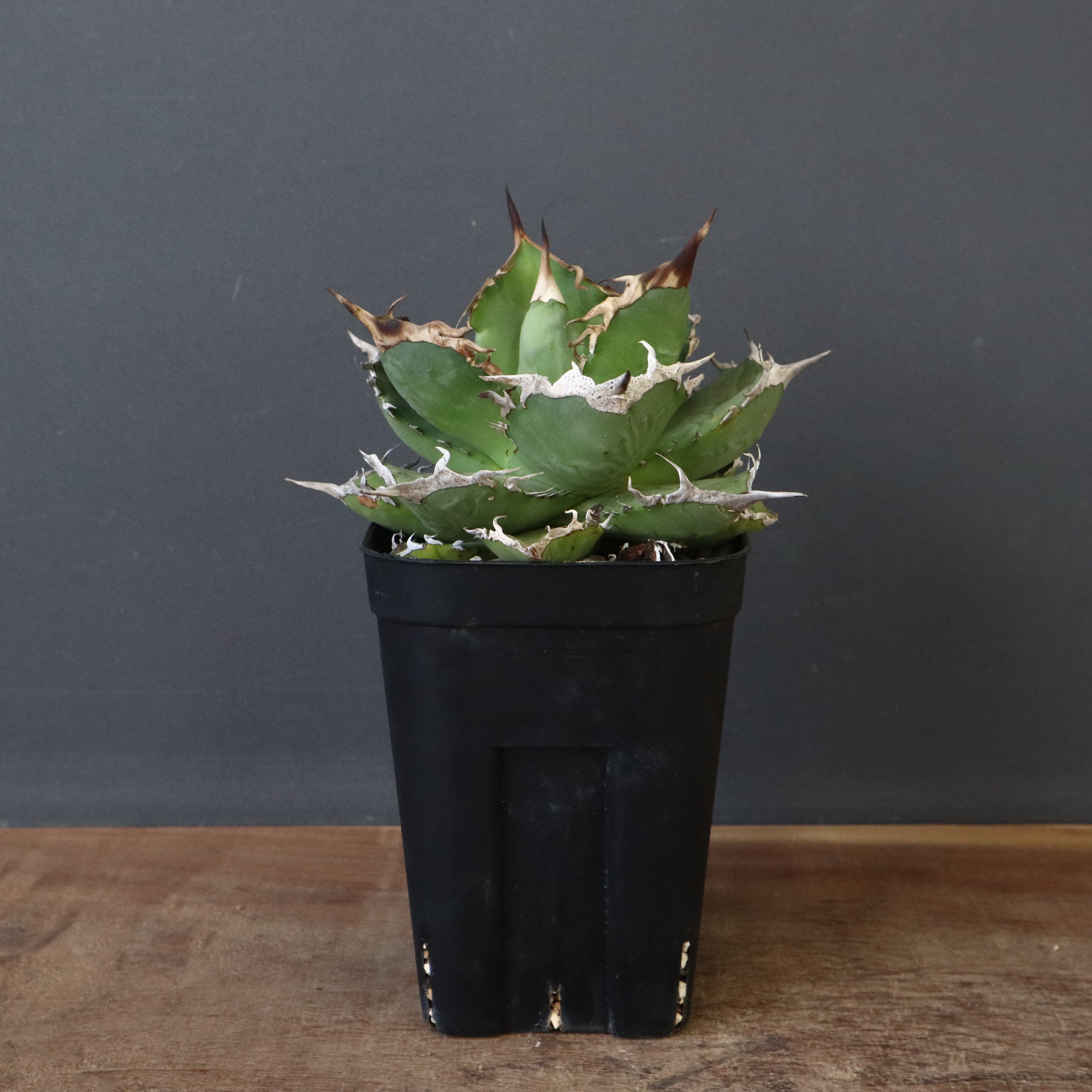 DRAGON AGAVE】アガベ 黒犀牛 EC27 – TaiShoDo ONLINE SHOP