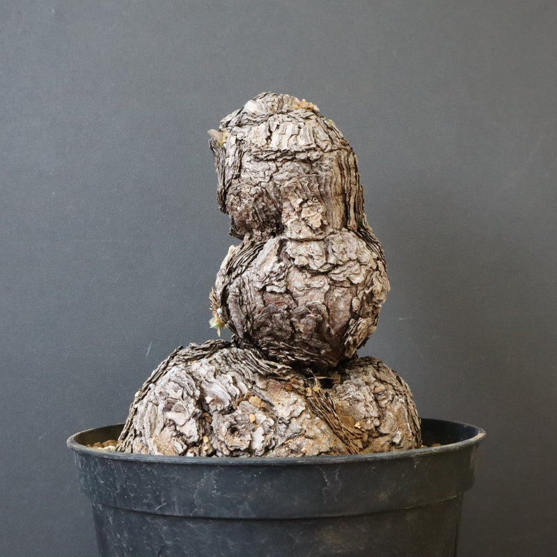 P.トリステ 68 – TaiShoDo ONLINE SHOP