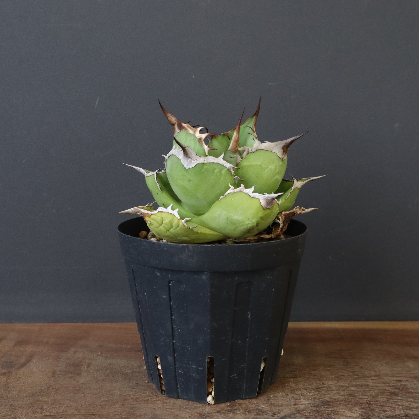 DRAGON AGAVE】アガベ 黒桃 EC18 – TaiShoDo ONLINE SHOP