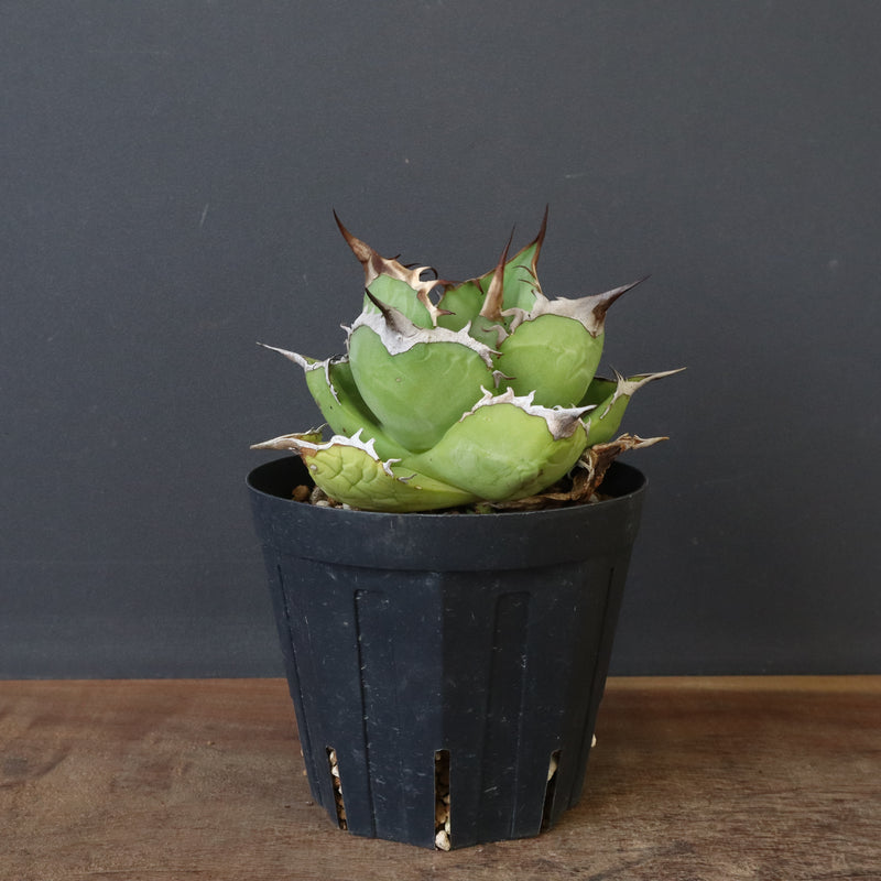 【DRAGON AGAVE】アガベ 黒桃 EC18