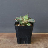 【DRAGON AGAVE】アガベ  霍利達 × 026  EC4