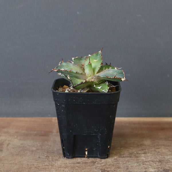 【DRAGON AGAVE】アガベ  霍利達 × 026  EC4