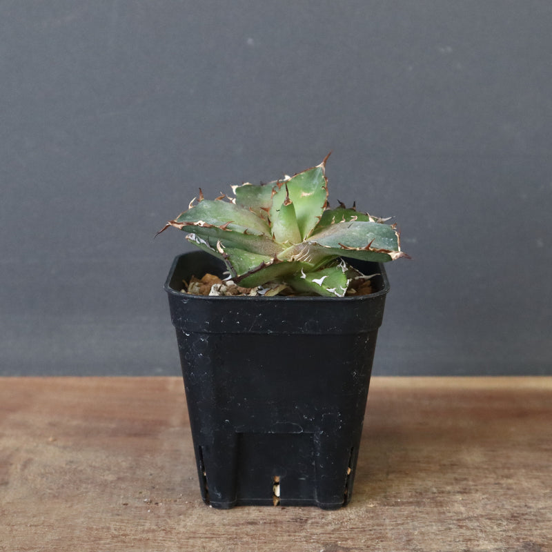 【DRAGON AGAVE】アガベ  霍利達 × 026  EC4